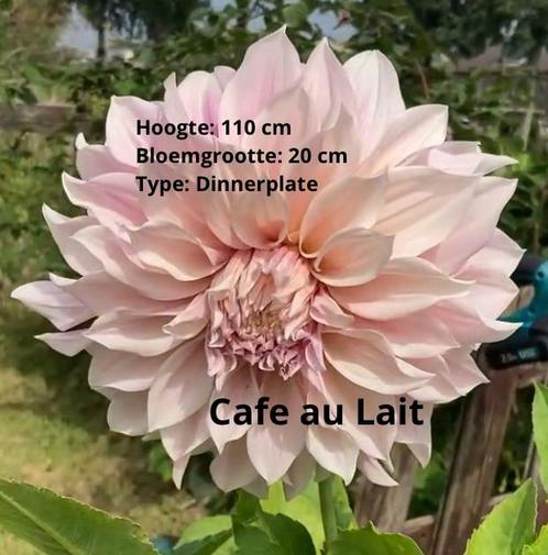 Dahlias te Koop, Tuin en Terras, Bloembollen en Zaden, Volle zon, Ophalen of Verzenden