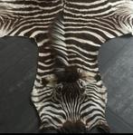 Zebravel (Burchell) + Cert. - Authentiek Exotisch Decoratief, Antiek en Kunst, Ophalen of Verzenden