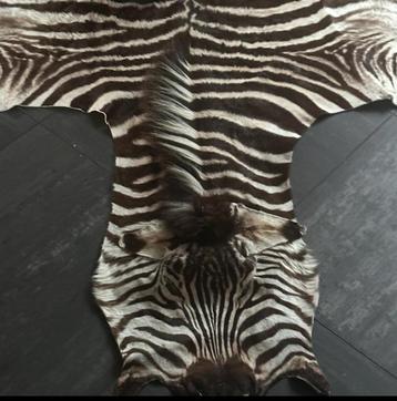 Zebravel met Certificaat - Authentiek en Exotisch Decoratieo beschikbaar voor biedingen