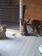 Bengaalse kitten. Er is nog maar één kitten over!, Dieren en Toebehoren, Katten en Kittens | Raskatten | Korthaar, Meerdere dieren