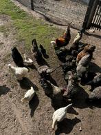 Kippen te koop, Dieren en Toebehoren, Pluimvee, Meerdere dieren, Kip