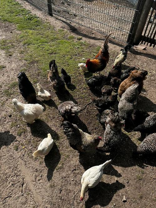 Kippen te koop, Dieren en Toebehoren, Pluimvee, Kip, Meerdere dieren