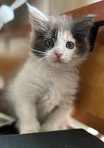 Maine Coon kittens mogen rustig hun butlers uitzoeken, Dieren en Toebehoren, Meerdere dieren, Ontwormd, 0 tot 2 jaar
