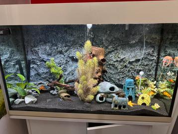 Aquarium compleet inhoud ook los te koop beschikbaar voor biedingen
