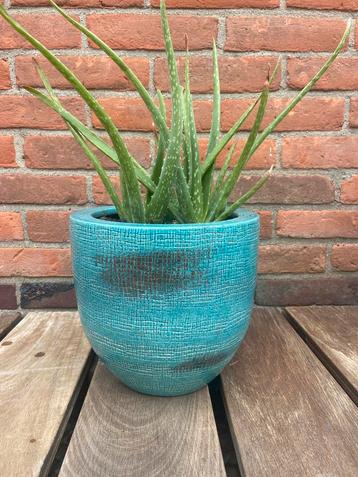 Aloë Vera plant in turquoise pot beschikbaar voor biedingen