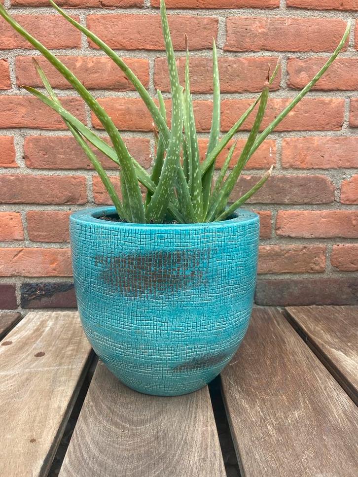 Aloë Vera plant in turquoise pot, Tuin en Terras, Planten | Tuinplanten, Vaste plant, Overige soorten, Halfschaduw, Bloeit niet