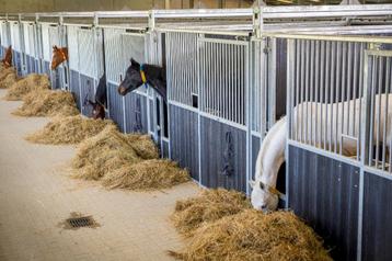 Paardenbox | Voorwand | Basis | Nieuw | Diverse Maten | 01 beschikbaar voor biedingen