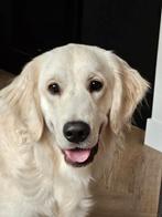 Golden retriever, Dieren en Toebehoren, Golden retriever, Reu, 1 tot 2 jaar, Eén hond