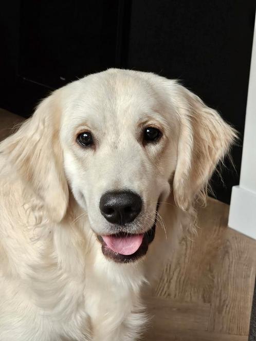 Baasje gezocht voor onze Golden retriever, Dieren en Toebehoren, Honden | Retrievers, Spaniëls en Waterhonden, Reu, Golden retriever