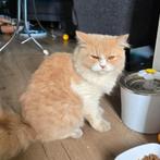 Te koop onze dekkater brits langhaar met stamboom, Dieren en Toebehoren, Katten en Kittens | Dekkaters, 0 tot 2 jaar