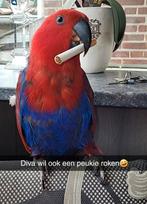 Tamme edelpapegaai pop, Vrouwelijk, Papegaai, Geringd
