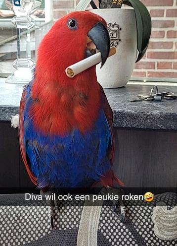 Tamme edelpapegaai pop  beschikbaar voor biedingen
