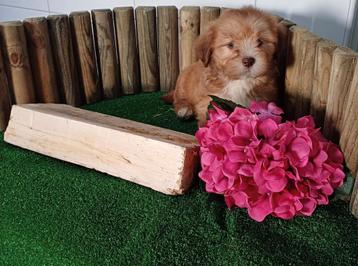 Boomer pups maltezer shih tzu lhasa apso teckel puppy hond  beschikbaar voor biedingen