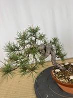 Pinus silvestris, Tuin en Terras, Planten | Bomen, Volle zon, Bloeit niet, Verzenden, Overige soorten