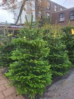 Nordmann kerstbomen, Tuin en Terras, Volle zon, 100 tot 250 cm, Zomer, Overige soorten