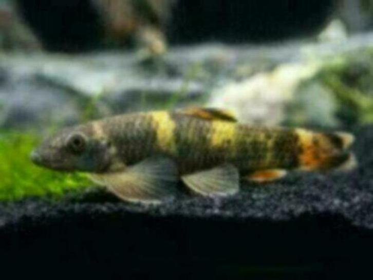 Garra Flavatra Panda - Koidream Valburg, Dieren en Toebehoren, Vissen | Aquariumvissen, Zoetwatervis, Vis