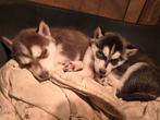 Siberische Husky pups., Overige rassen, 8 tot 15 weken, Parvo, Meerdere