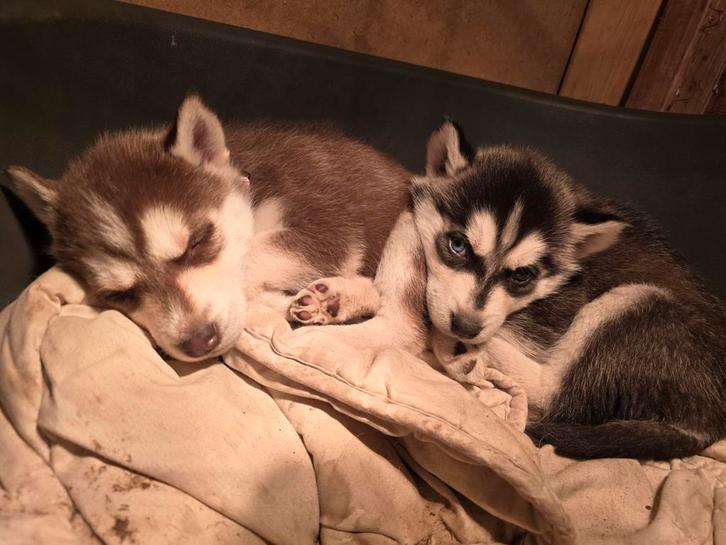 Siberische Husky pups., Dieren en Toebehoren, Honden | Poolhonden, Keeshonden en Oertypen, Meerdere dieren, Overige rassen, Particulier