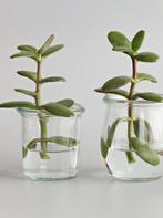 Stekjes te koop/ ruil, Huis en Inrichting, Kamerplanten, Groene kamerplant, Ophalen, Vetplant, Minder dan 100 cm