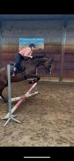 LIEVE EN TALENTVOLLE MERRIE, OOK LEUK VOOR RECREATIE, Dieren en Toebehoren, Paarden, Merrie, B, Gechipt, 160 tot 165 cm
