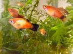 platy's mixed, Vis