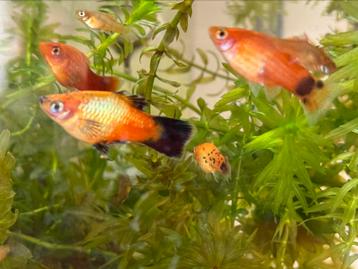 platy's mixed beschikbaar voor biedingen