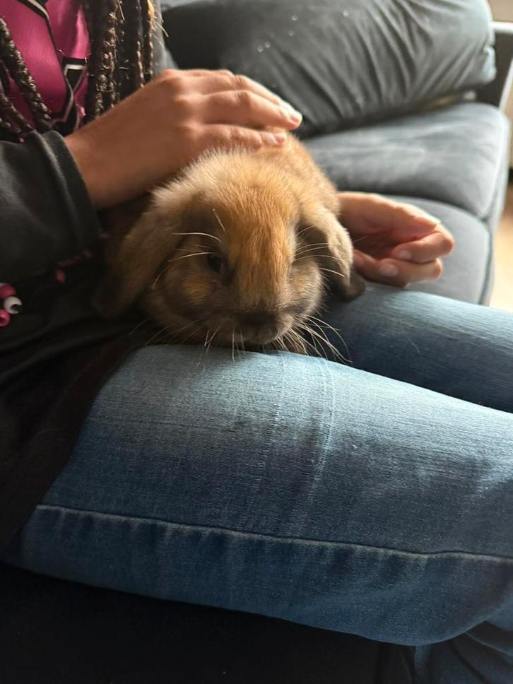 Mini lop konijnen, Dieren en Toebehoren, Konijnen, Meerdere dieren