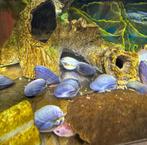 Maandaanbieding: Jewel Clam- Bivalvia SP mossel - Juweel mos, Slak of Weekdier, Zoetwatervis
