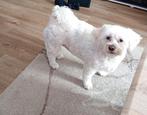 hond maltezer, Dieren en Toebehoren, 6 jaar of ouder, Maltezer, Teef, Eén hond
