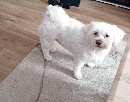 hond maltezer, Dieren en Toebehoren, Honden | Chihuahua's en Gezelschapshonden, Teef, Maltezer, Particulier, Eén hond, Nederland