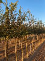 Acer campestre veldesdoorn 3m hoog, Ophalen, 250 tot 400 cm