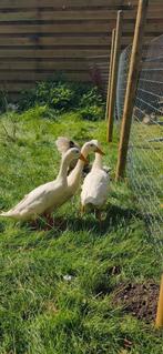 3 witte loopeend woerden, Dieren en Toebehoren, Pluimvee, Mannelijk, Eend