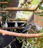 Muisparkiet koppel, Dieren en Toebehoren, Meerdere dieren, Parkiet, Geringd