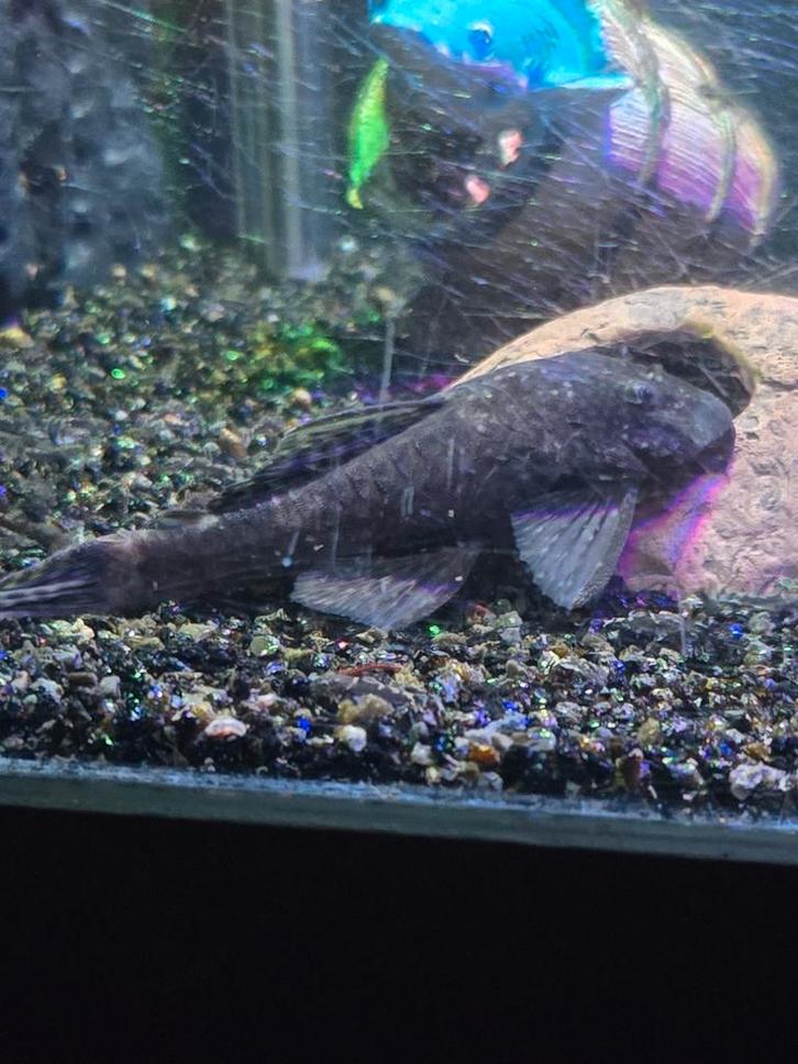 Ancistrus algeneters, Dieren en Toebehoren, Vissen | Aquariumvissen, Vis