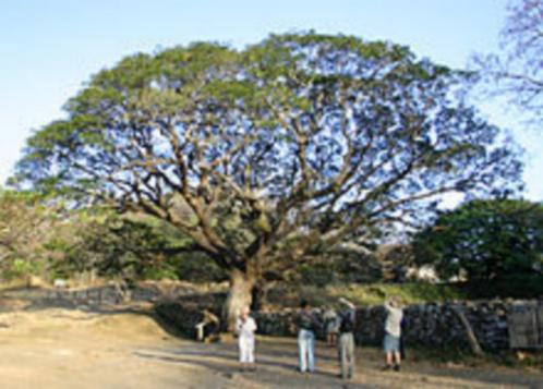 15 x Albizia saman (Samanea saman of regen boom) zaden, Tuin en Terras, Bloembollen en Zaden, Zaad, Gehele jaar, Ophalen