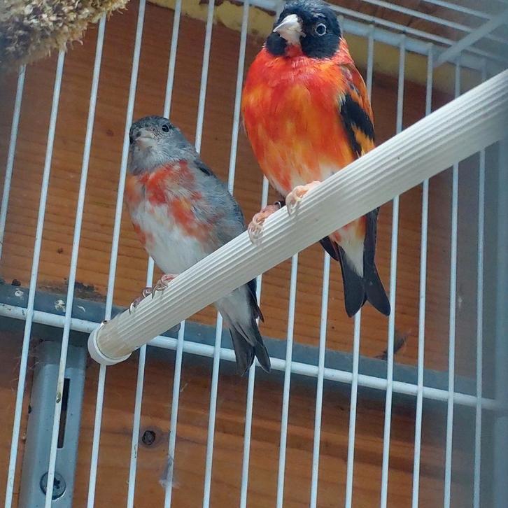 Te koop mijn broed Kapoetsensijs koppel., Dieren en Toebehoren, Vogels | Overige Vogels, Meerdere dieren