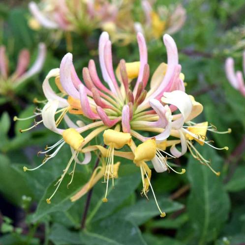 Kamperfoeliie wintergroen (winterhard), Tuin en Terras, Bloembollen en Zaden, Wortelstok, Gehele jaar, Halfschaduw, Ophalen of Verzenden