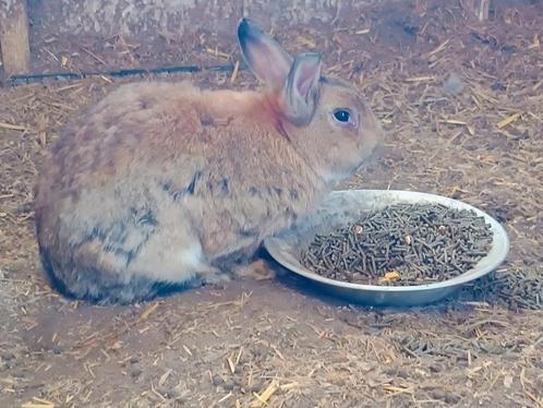 2 konijnen incl nachthok en extra's, Dieren en Toebehoren, Konijnen, Klein, Mannelijk, 0 tot 2 jaar