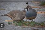 Koppel californische kuifkwartels, Meerdere dieren, Overige soorten
