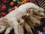 Australian Labradoodle Pups, Dieren en Toebehoren, Honden | Retrievers, Spaniëls en Waterhonden, Nederland, Overige rassen, CDV (hondenziekte)
