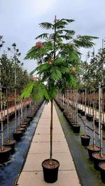 Albizia julibrissin 'Ombrella'🌿🌺, Tuin en Terras, Planten | Bomen, Ophalen, Volle zon