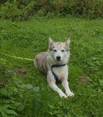 Nestje verwacht pomsky sheltie pups, Dieren en Toebehoren, Particulier, Rabiës (hondsdolheid), Overige rassen, 8 tot 15 weken