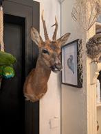 Reebok taxidermie, Ophalen of Verzenden, Nieuw, Vogel, Opgezet dier
