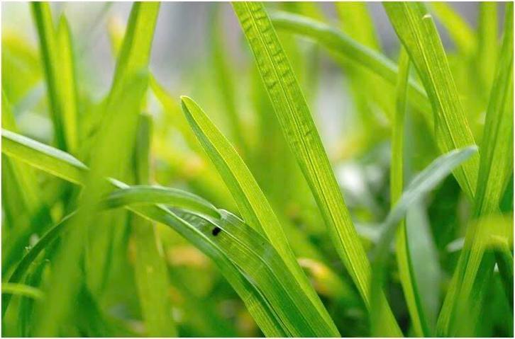 Kunstgras prijzen voordelen, Tuin en Terras, Gras en Kunstgras, Nieuw, Kunstgras, Ophalen of Verzenden