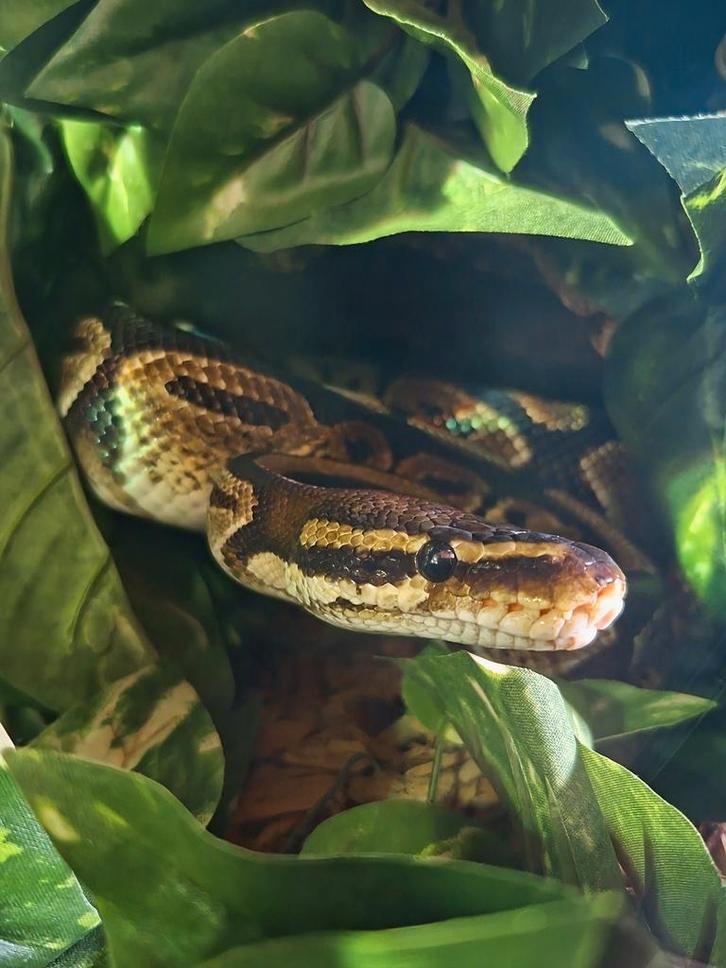 Koningspython man, Dieren en Toebehoren, Reptielen en Amfibieën, Slang, 7 tot 10 jaar, Tam