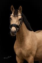 Ambitieuze  D pony ruin, Dieren en Toebehoren, Pony's, Gechipt, Ruin, Dressuurpony, Zadelmak