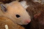 Goudhamsters hamster, Dieren en Toebehoren, Knaagdieren, Hamster, November, Meerdere dieren, Tam