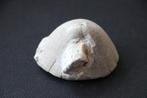 Fossiel zee-egel wereld, Verzamelen, Mineralen en Fossielen, Ophalen of Verzenden, Fossiel