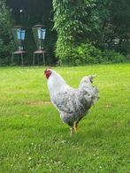 Haan met witte en bonte kip, Meerdere dieren, Kip