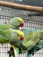 Halsband parkieten, Dieren en Toebehoren, Vogels | Parkieten en Papegaaien, Meerdere dieren, Parkiet, Geringd